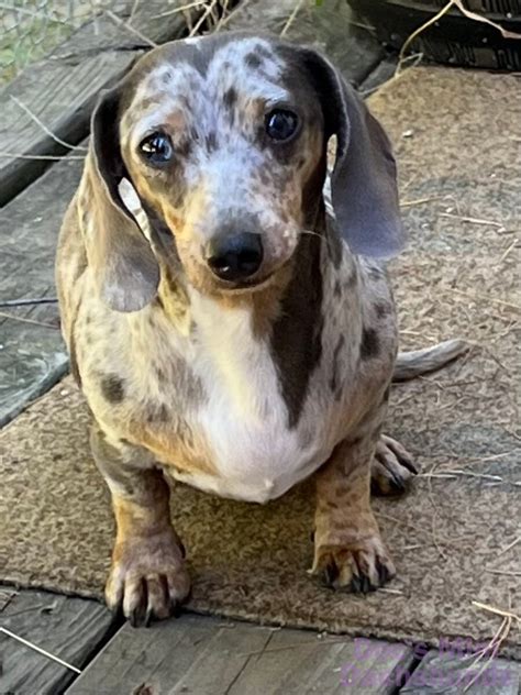 miniature dachshunds for sale in illinois